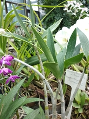 Dendrobium x delicatum