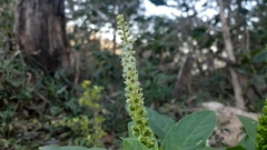 Phytolacca