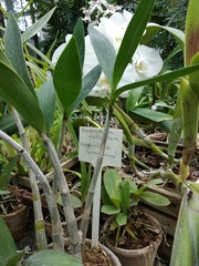 Dendrobium x delicatum