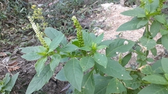 Phytolacca