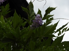 Wisteria
