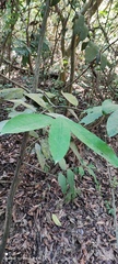 Diospyros blancoi