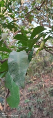 Syzygium samarangense
