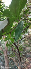 Syzygium samarangense
