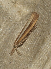 Agriphila selasella