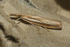 Agriphila selasella