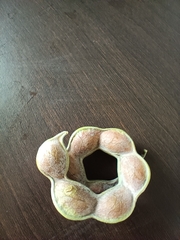 Pithecellobium dulce