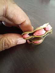 Pithecellobium dulce