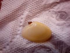 Tellinidae