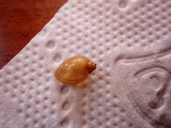 Gastropoda