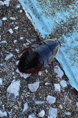 Opisthoplatia orientalis