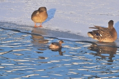 Tachybaptus ruficollis