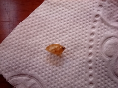 Gastropoda