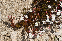 Epilobium porphyrium