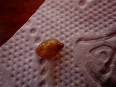Gastropoda