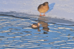 Tachybaptus ruficollis