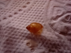 Gastropoda