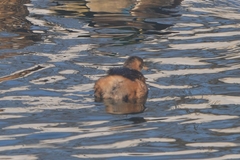 Tachybaptus ruficollis