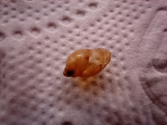 Gastropoda