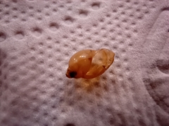 Gastropoda