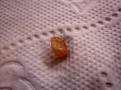Gastropoda