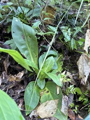 Swertia shintenensis