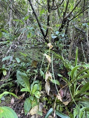 Swertia shintenensis