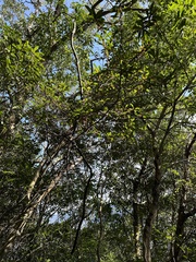 Myrsine seguinii