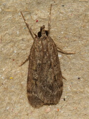 Scoparia subfusca