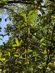 Myrsine seguinii