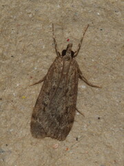Scoparia subfusca