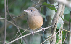 Colluricincla rufogaster