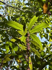 Myrsine seguinii