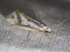 Orthiastis hyperocha