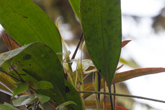 Maxillaria