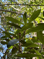 Myrsine seguinii