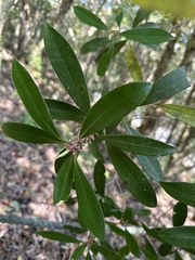 Myrsine seguinii