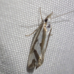 Orthiastis hyperocha