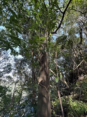 Pyrenaria microcarpa