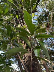 Pyrenaria microcarpa