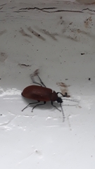 Pseudocistela ceramboides