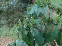 Justicia brasiliana