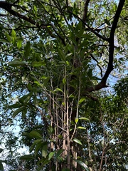 Pyrenaria microcarpa