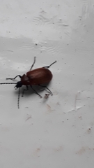 Pseudocistela ceramboides