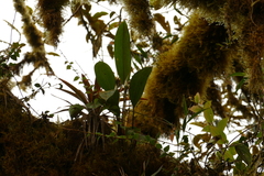Maxillaria