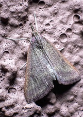 Pyraustini