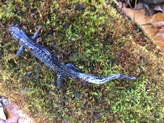 Ambystoma jeffersonianum