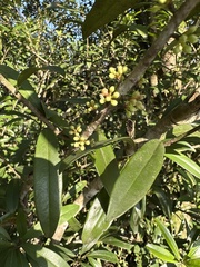Myrsine seguinii