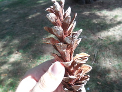 Pinus strobus