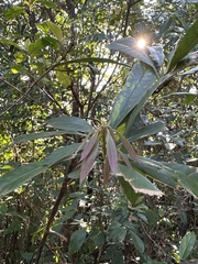 Lithocarpus brevicaudatus